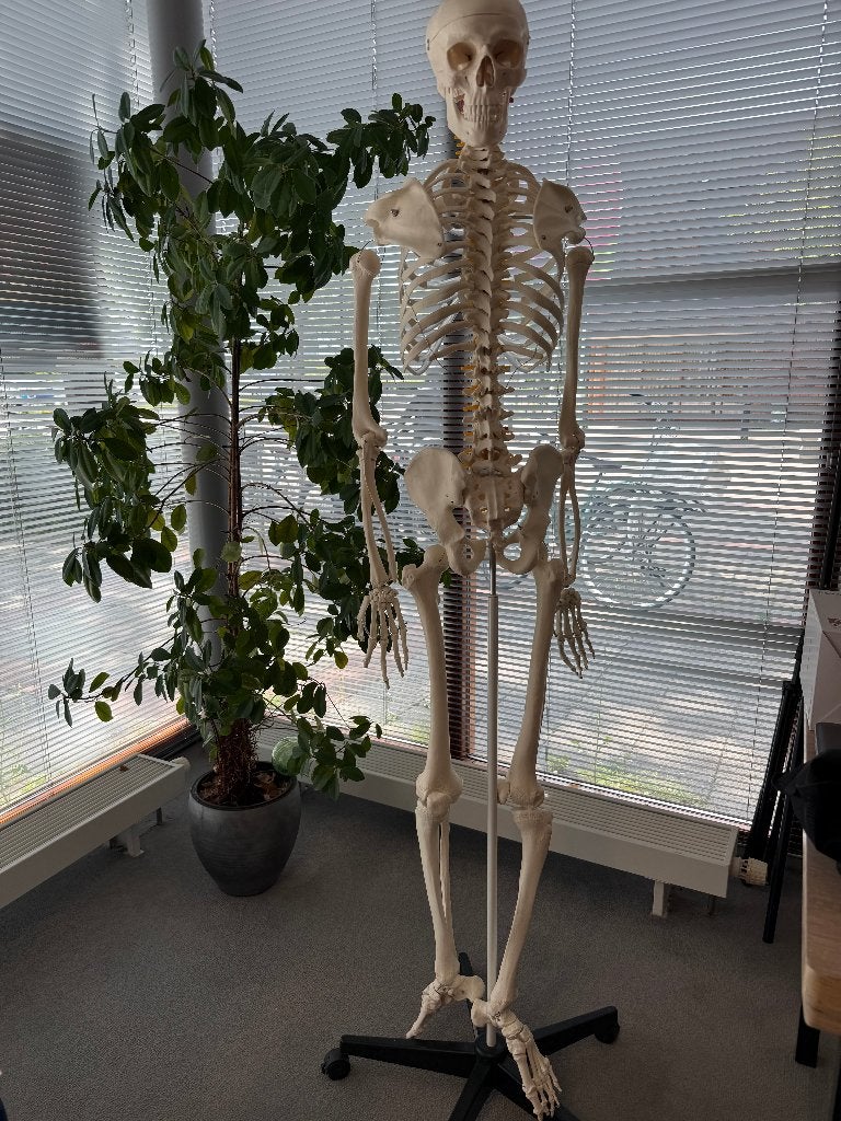 Anatomisch skelet met standaard 180 cm, Diversen, Ophalen, Gebruikt