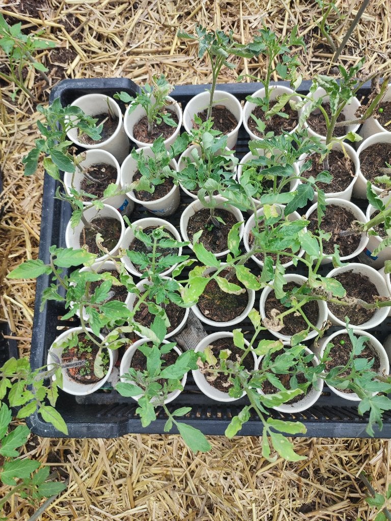 Tomatenplant Moneymaker trostomaat plantjes, Tuin en Terras, Planten | Tuinplanten, Ophalen, Eenjarig, Groenteplanten, Volle zon