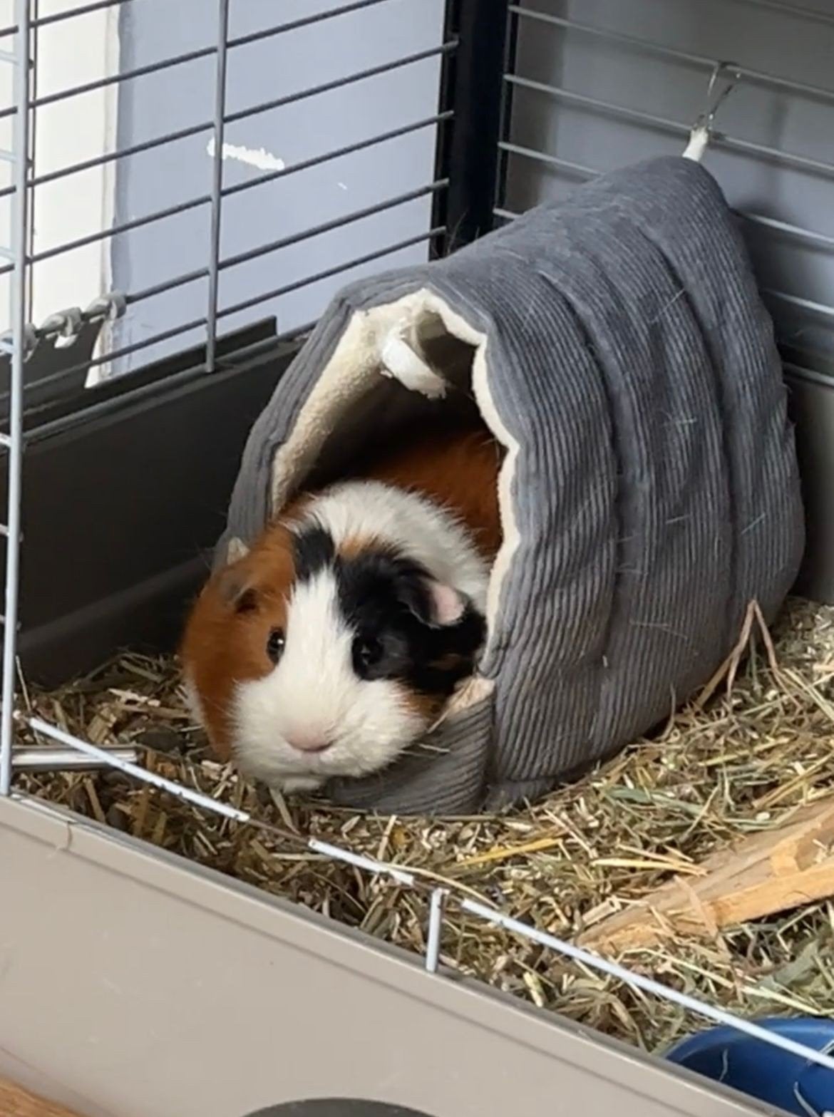 Vakantieopvang voor cavia, konijn of hamster, Ophalen