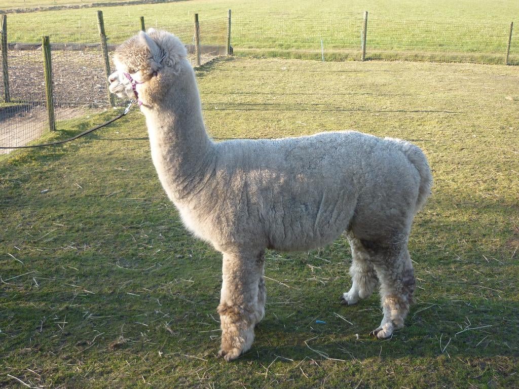 te koop alpaca hengst, Dieren en Toebehoren, Overige Dieren, Mannelijk, Mei