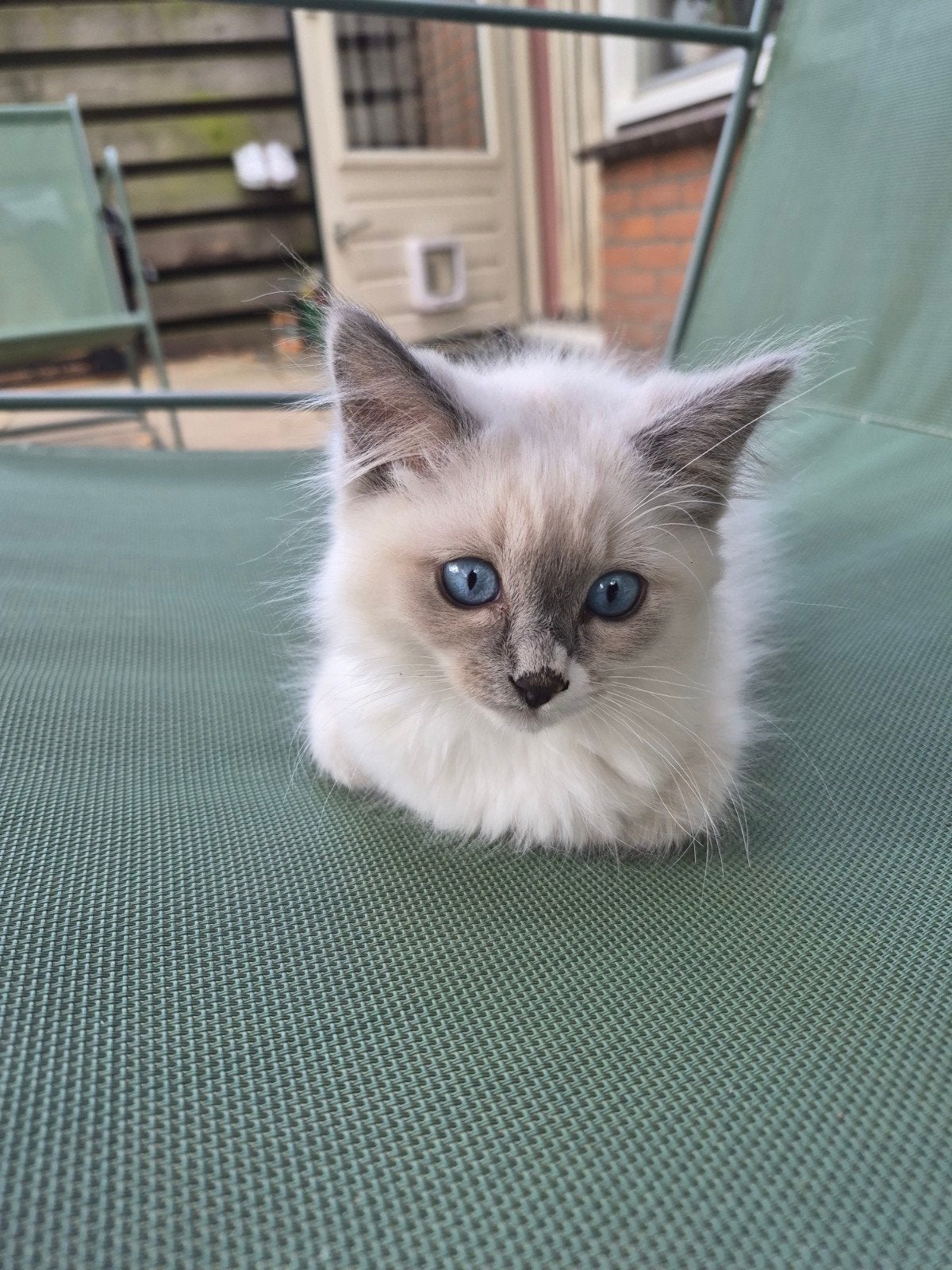 1 ragdoll kitten een mannetje, Meerdere dieren