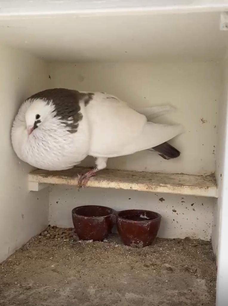 Gaditano, Dieren en Toebehoren, Vrouwelijk, Kropper