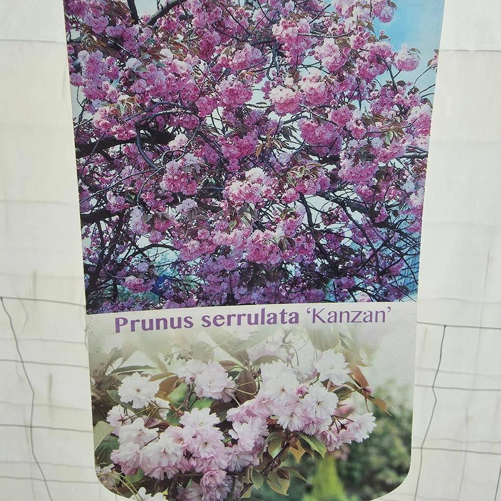 Prunus serrulata 'Kanzan' - Japanse Sierkers, Overige soorten, Lente, 250 tot 400 cm, Ophalen