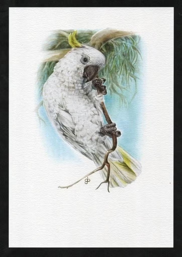 Grote Geelkuifkaketoe Cacatua Galerita Vogel Kunstdruk., Ophalen of Verzenden, Zo goed als nieuw