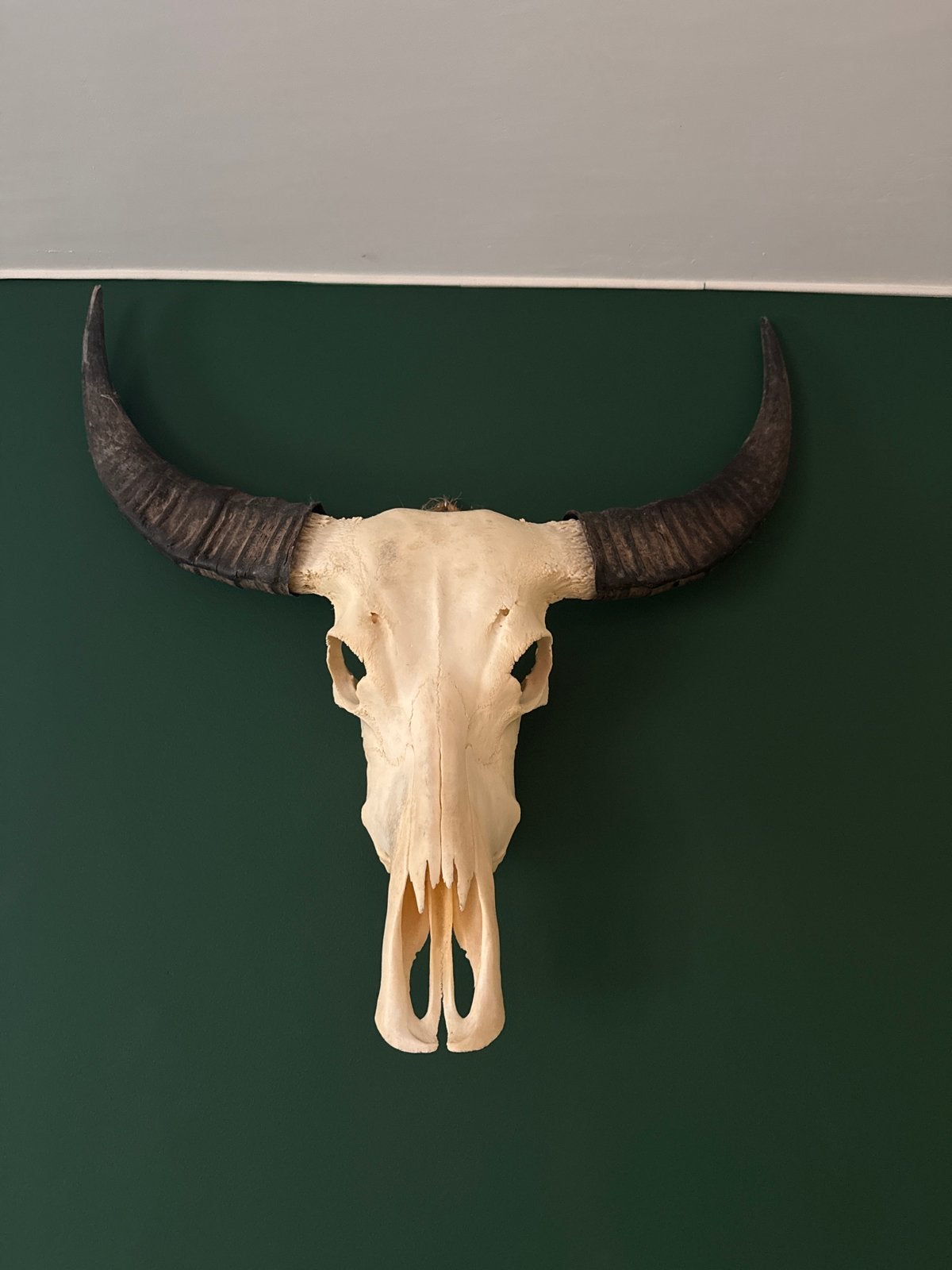 Grote buffelschedel met hoorns - Decoratief object, Ophalen, Zo goed als nieuw, Dier