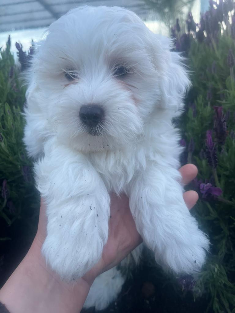 Mooie boomer pus, Dieren en Toebehoren, Nederland, Parvo, Overige rassen, 8 tot 15 weken