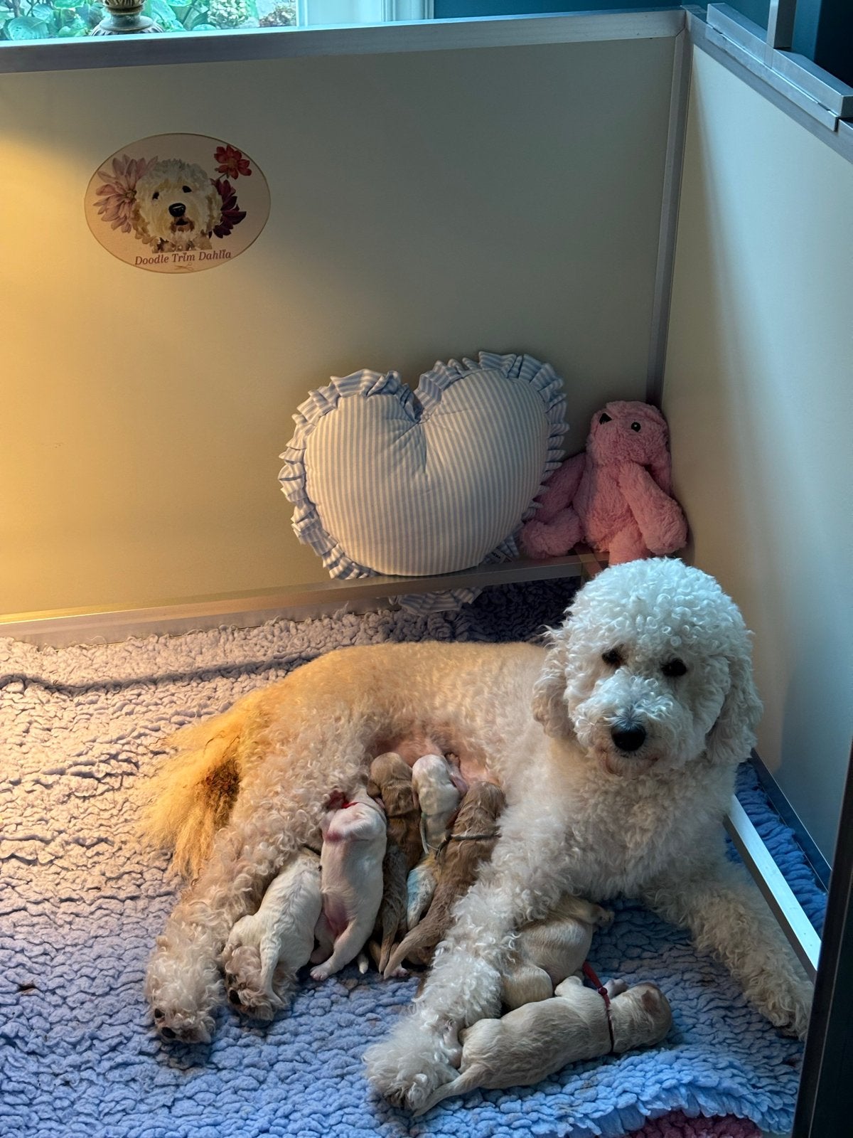 Australian Labradoodle pups, Reu, Meerdere, CDV (hondenziekte), Nederland