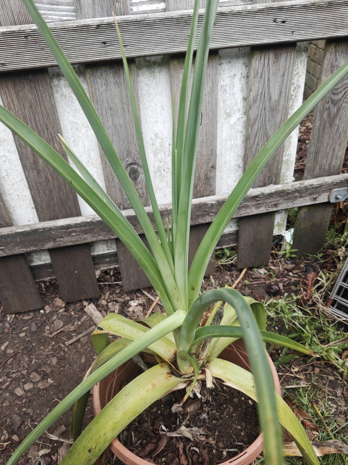 Kniphofia northia, Overige soorten, Volle zon, Vaste plant, Ophalen of Verzenden