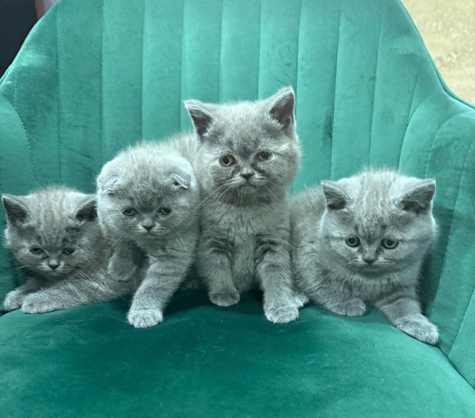 Britse Korthaar Kittens (Raszuiver), Meerdere dieren, Gechipt, 0 tot 2 jaar