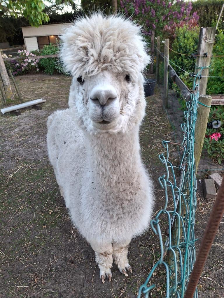Alpaca, Dieren en Toebehoren, Juni, Vrouwelijk