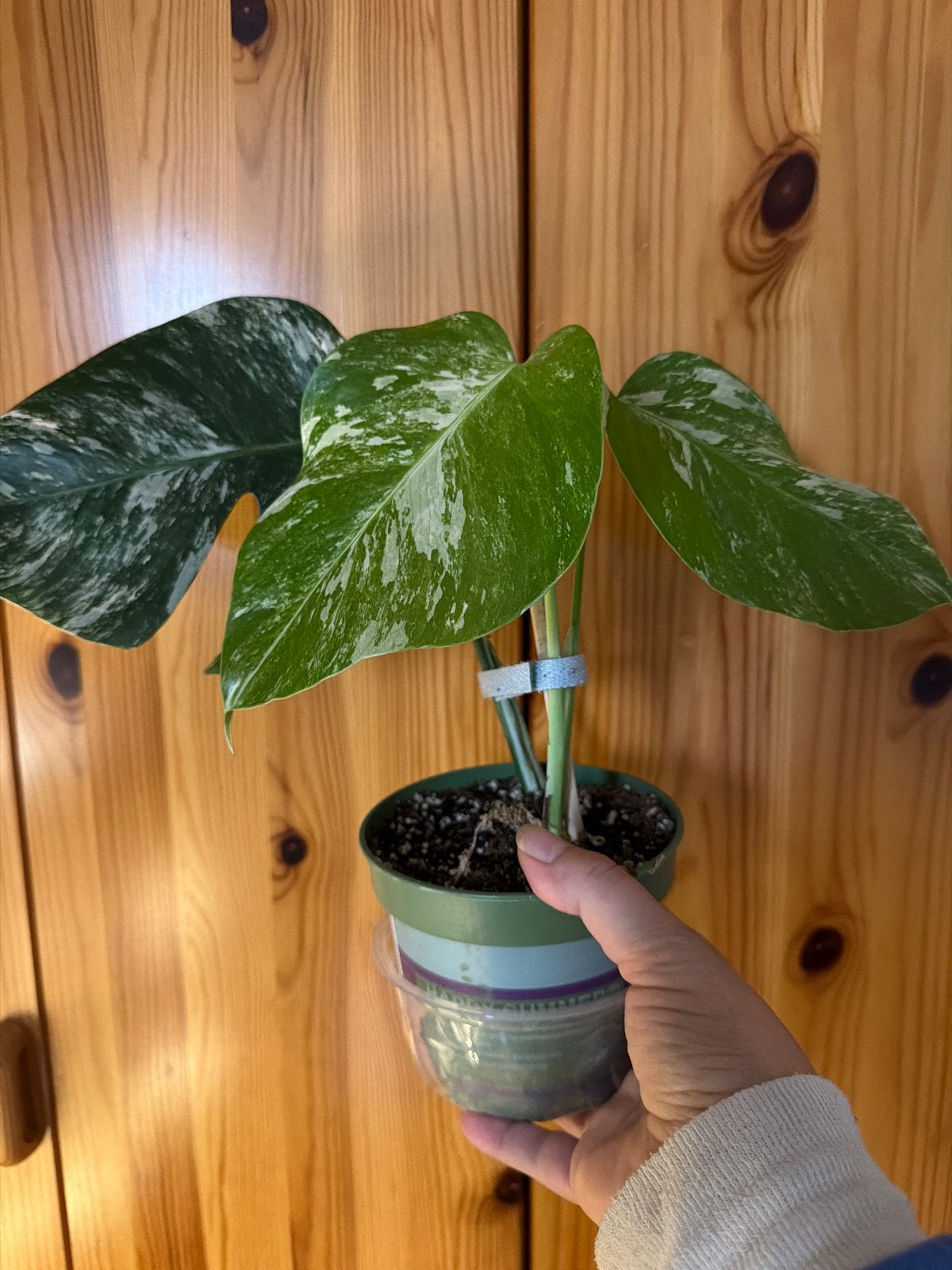 Monstera Albo Variegata, Ophalen of Verzenden
