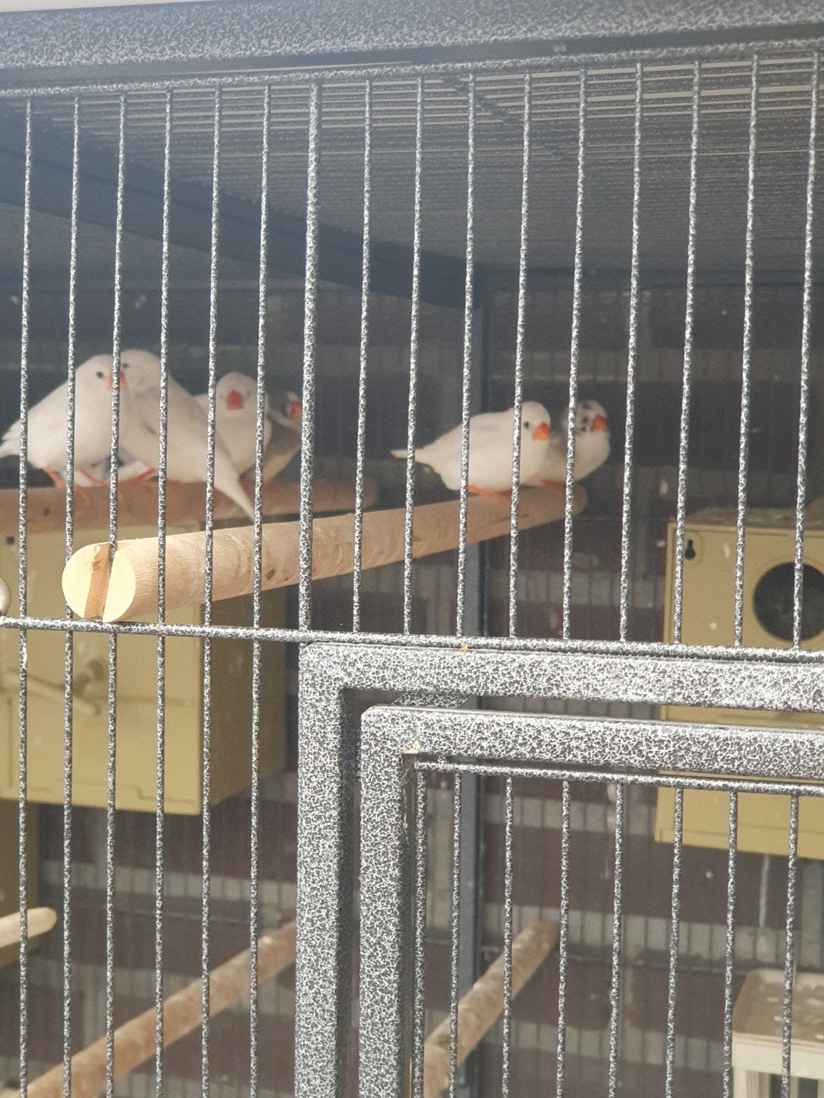 Te koop 15 zebravinken, Dieren en Toebehoren