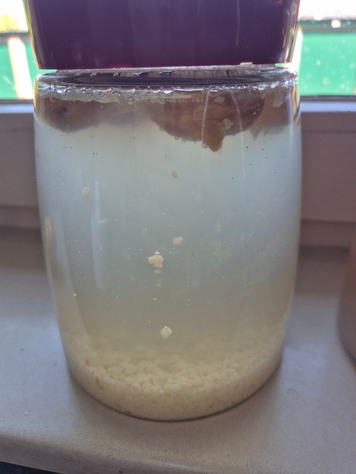 Gratis op te halen waterkefir, Ophalen of Verzenden