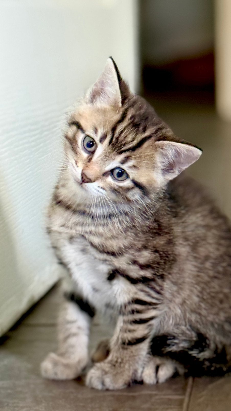 Boerderijkittens supertam, Meerdere dieren, Ontwormd, 0 tot 2 jaar