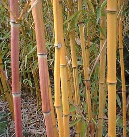 Grote en  heeeeeele grote bamboe, Tuin en Terras, Planten | Struiken en Hagen, Ophalen, Bamboe, Haag, 250 cm of meer