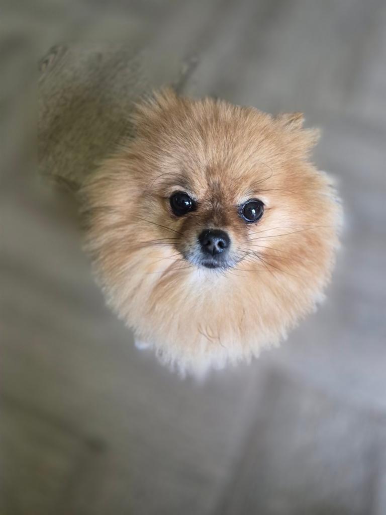 Een warm nest gezocht voor Loetje, Teef, Parvo, Eén hond, 3 tot 5 jaar