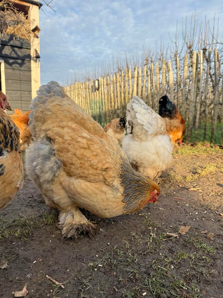 Brahma broedeieren, Dieren en Toebehoren, Pluimvee, Geslacht onbekend, Kip