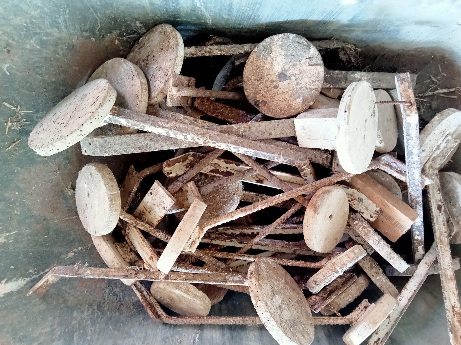 Duiven zitjes, Meerdere dieren, Postduif