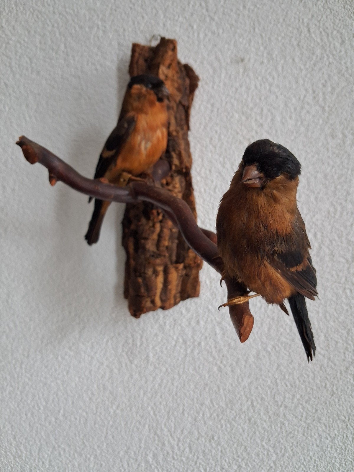 opgezette koppeltje goudvinken, Dieren en Toebehoren, Meerdere dieren, Wildzangvogel