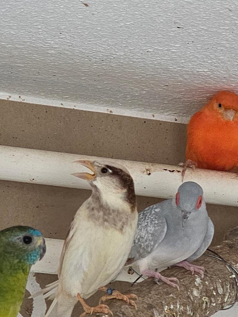 Gezocht: pop huismus, Vrouwelijk, Wildzangvogel