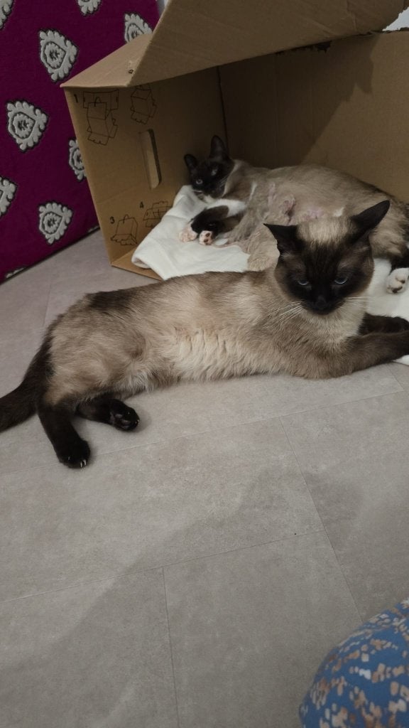 Lief Siamees kitten zoekt een gouden mandje, Poes, Ontwormd, 0 tot 2 jaar