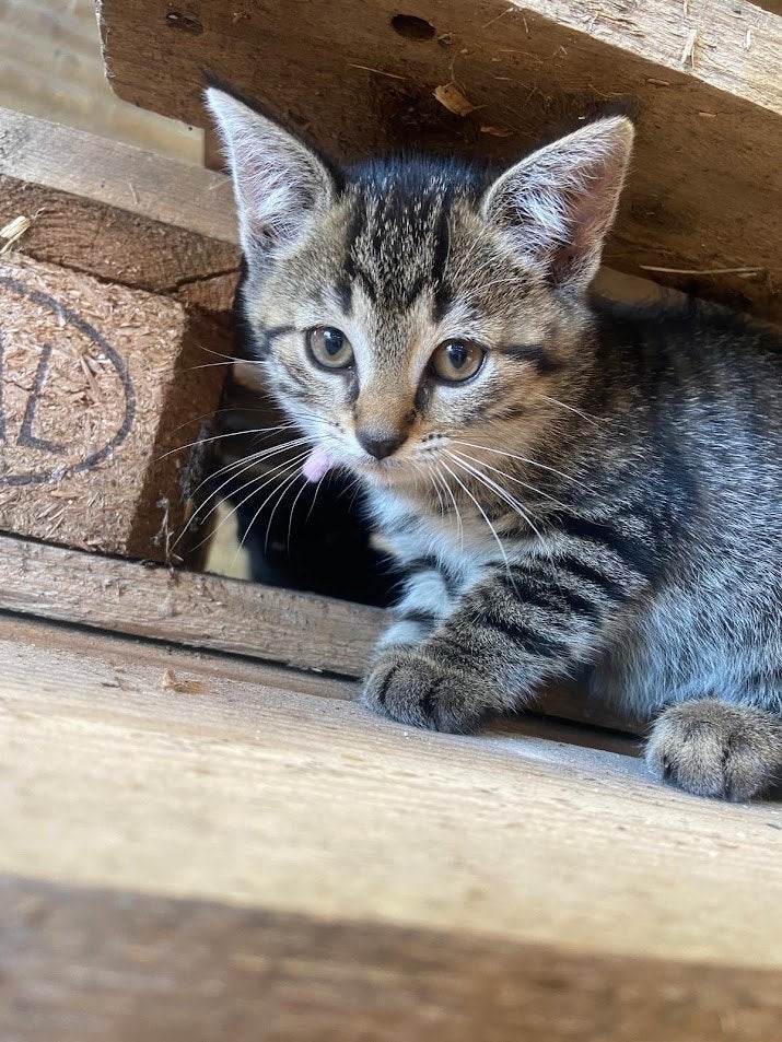 boerderij kittens, Dieren en Toebehoren, Geslacht onbekend, Ontwormd, 0 tot 2 jaar