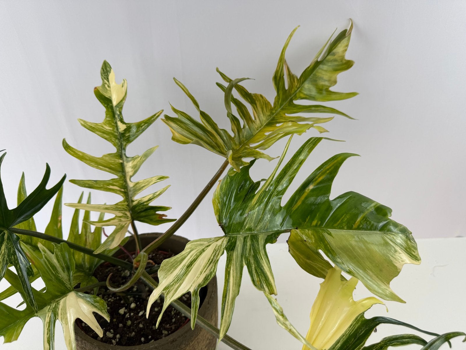 Philodendron Florida Beauty x Tortum p15, Huis en Inrichting, Kamerplanten, Overige soorten, In pot, Minder dan 100 cm, Groene kamerplant