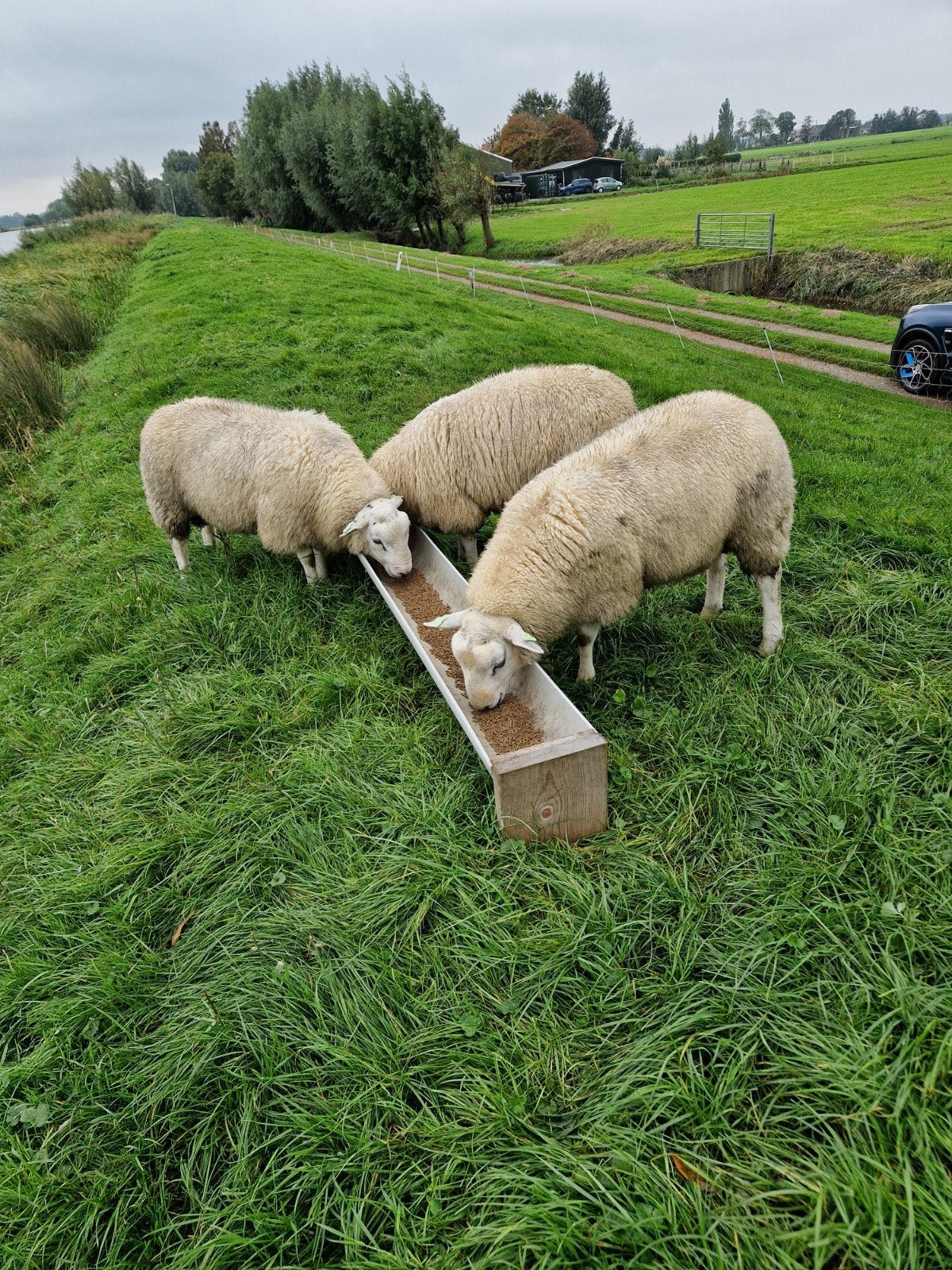 Mooie swifter dekram, Dieren en Toebehoren, Mannelijk, Schaap
