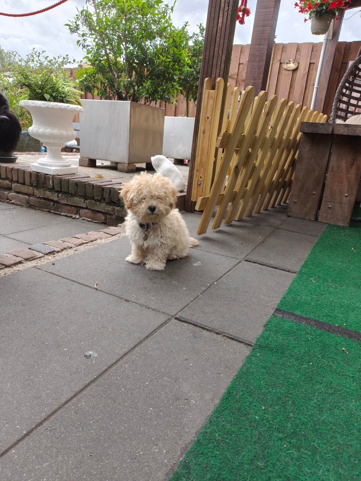 Nieuw huisje gezocht Maltipoo 14 wkn reu, Dieren en Toebehoren, Honden | Chihuahua's en Gezelschapshonden, 8 tot 15 weken, Eén hond