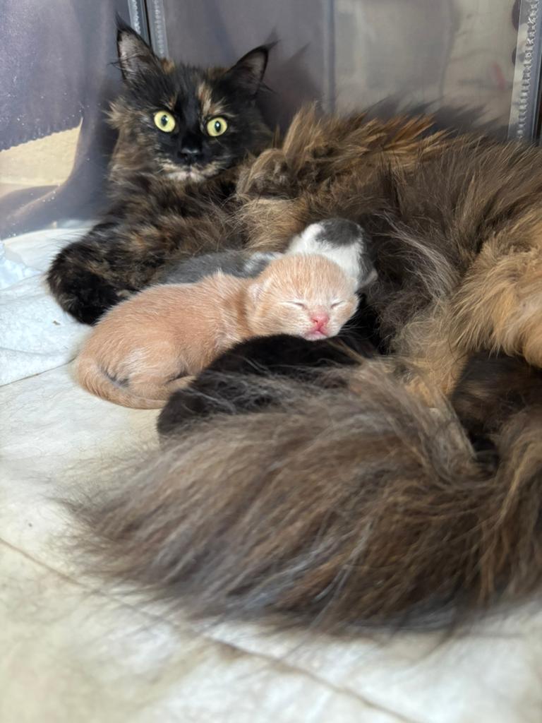 halve maincoon kittens, Meerdere dieren