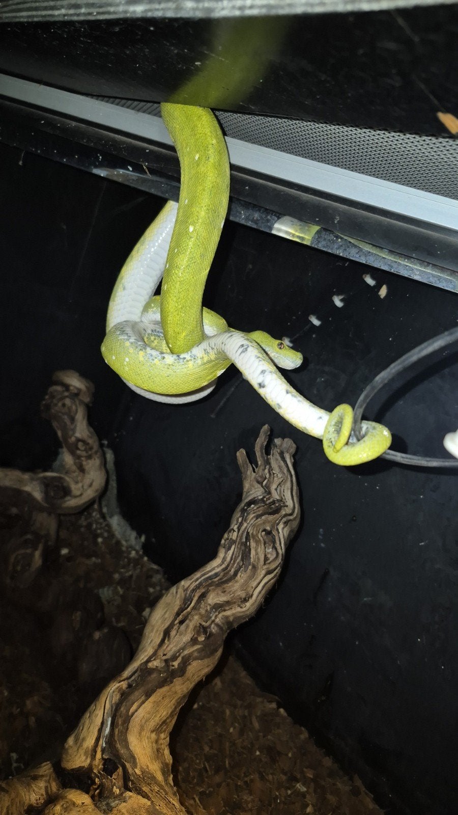 te koop morelia viridis BIAK cb 2021 1.0, Slang, 3 tot 6 jaar