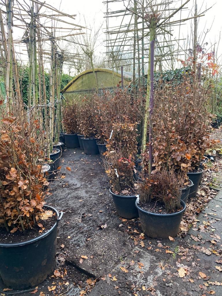 Rode Beukenhaag - Fagus Sylvatica ‘Purpurea'-Groene Beuken, Tuin en Terras, Planten | Struiken en Hagen, Ophalen, Beukenhaag, Haag