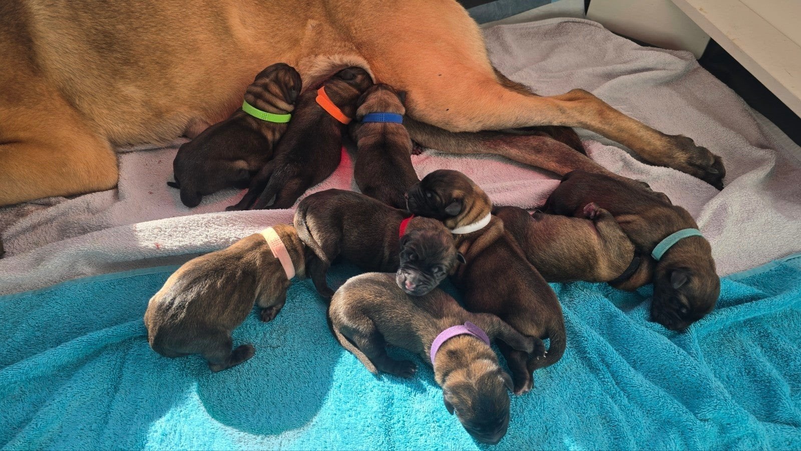 Mechelse herder pups uit werklijnen, Dieren en Toebehoren, 8 tot 15 weken, Meerdere, Meerdere dieren, Herder