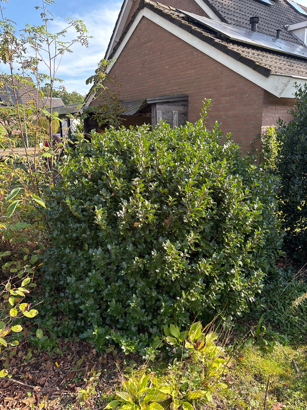 Stevige Hulst struik voor een groene tuin, Vaste plant, Bloeit niet, Halfschaduw, Ophalen
