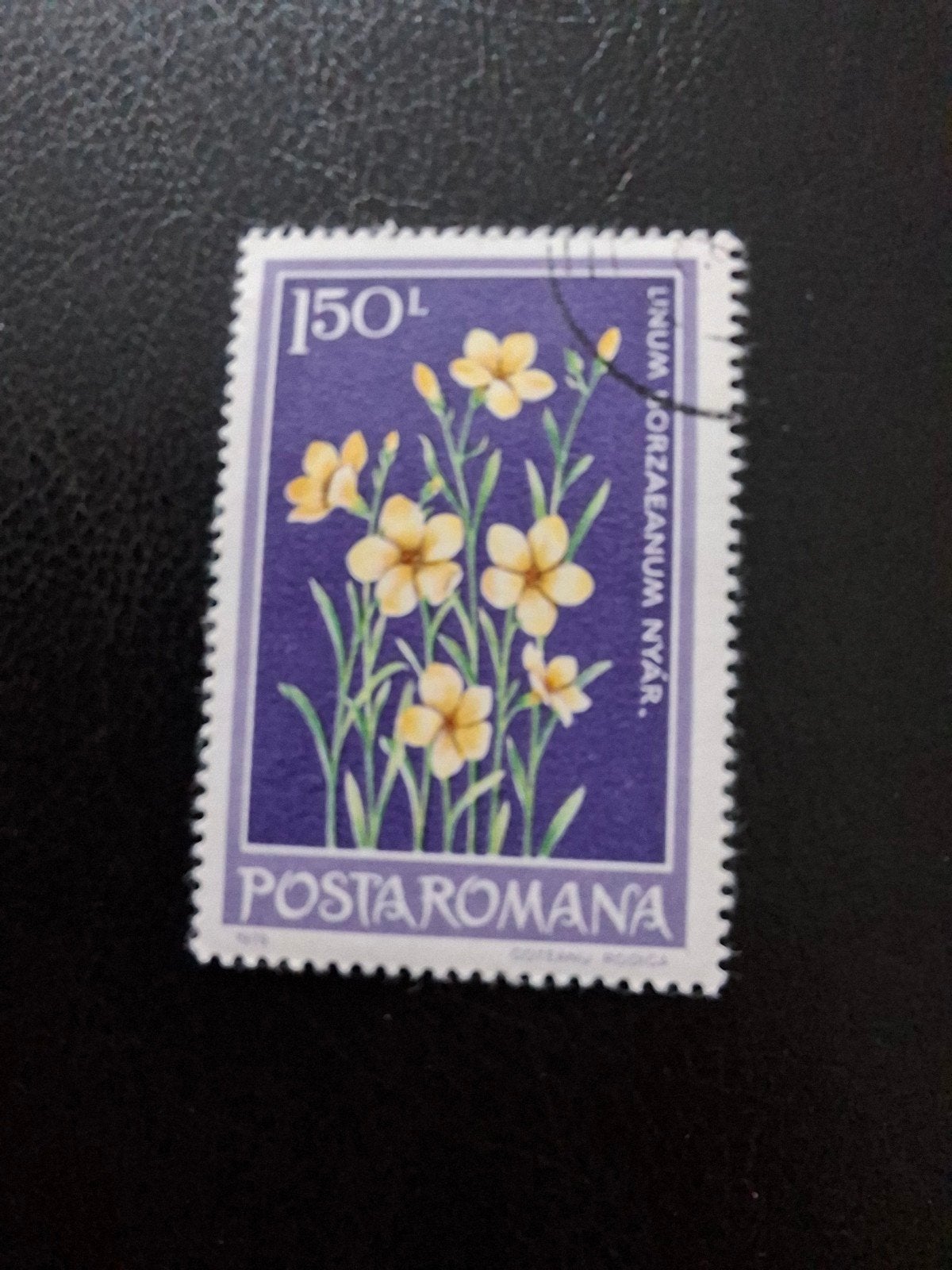 Bloemen.  Roemenië, Ophalen of Verzenden, Dier of Natuur