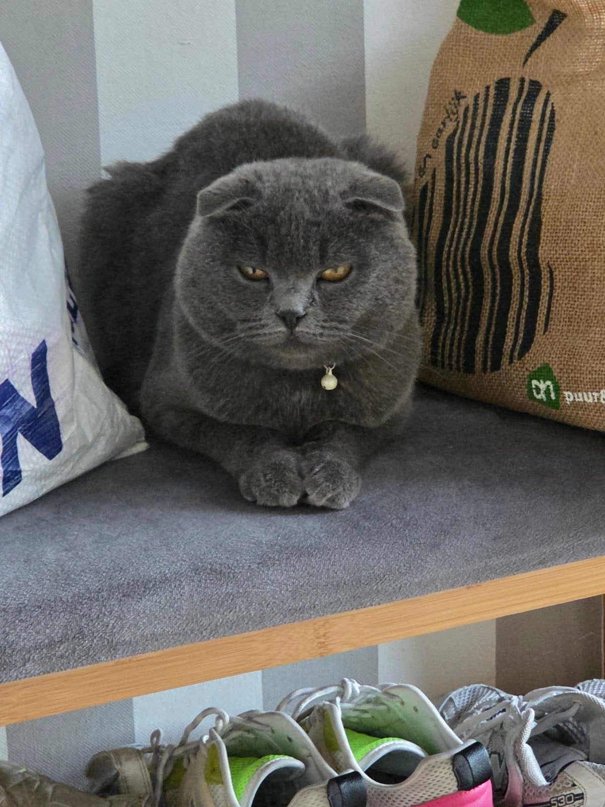Heel lieve cat zij is Heel rustig 2 jaren oud., Dieren en Toebehoren