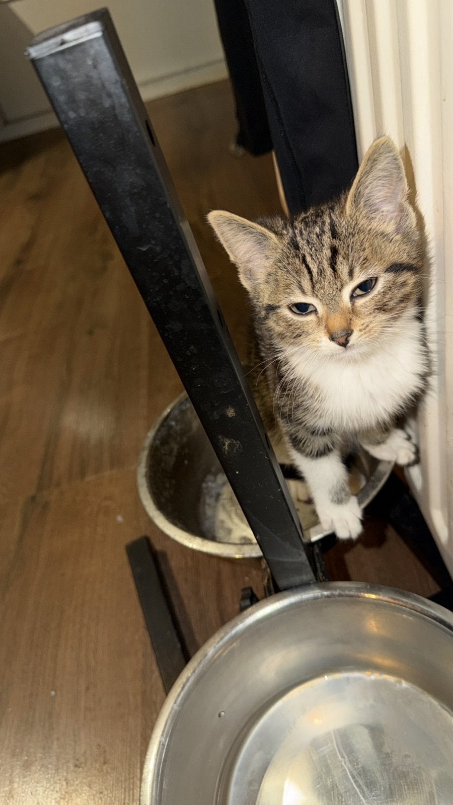 3kittens 15 weken oud, Meerdere dieren, 0 tot 2 jaar