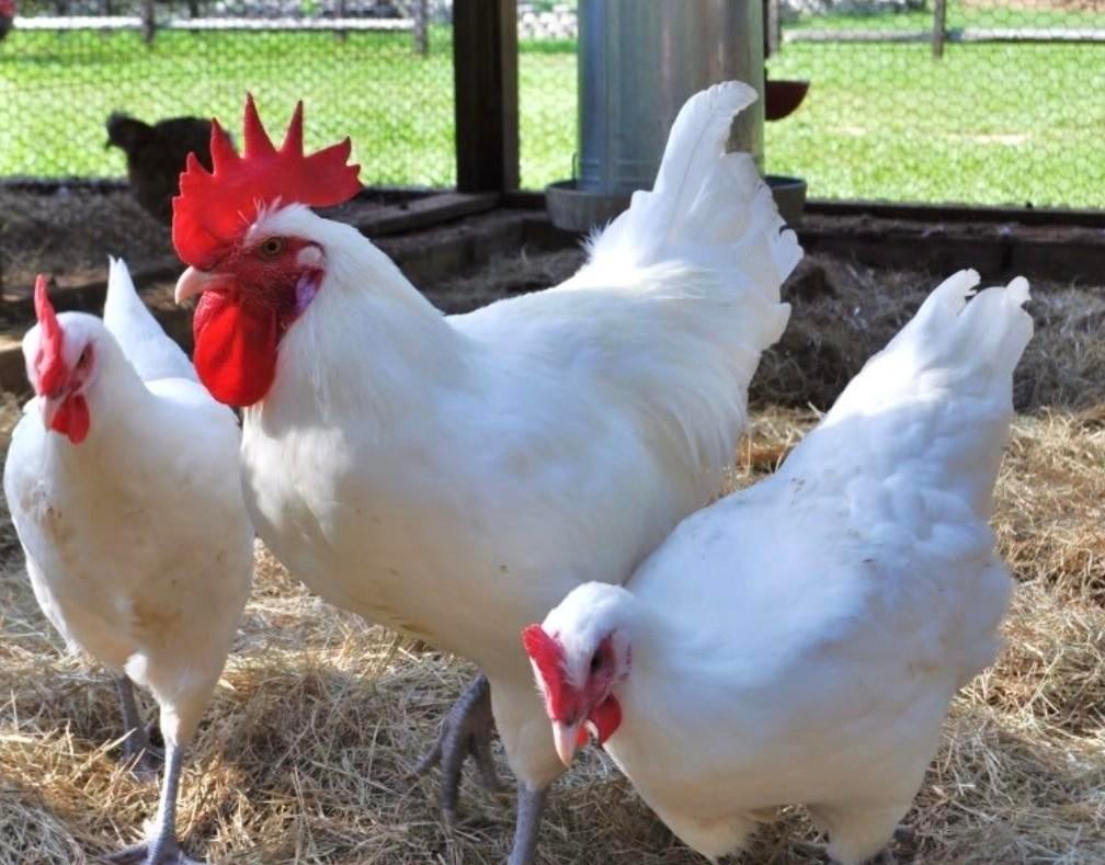 Poulet de Bresse 3 jong hennen, Dieren en Toebehoren, Meerdere dieren, Kip