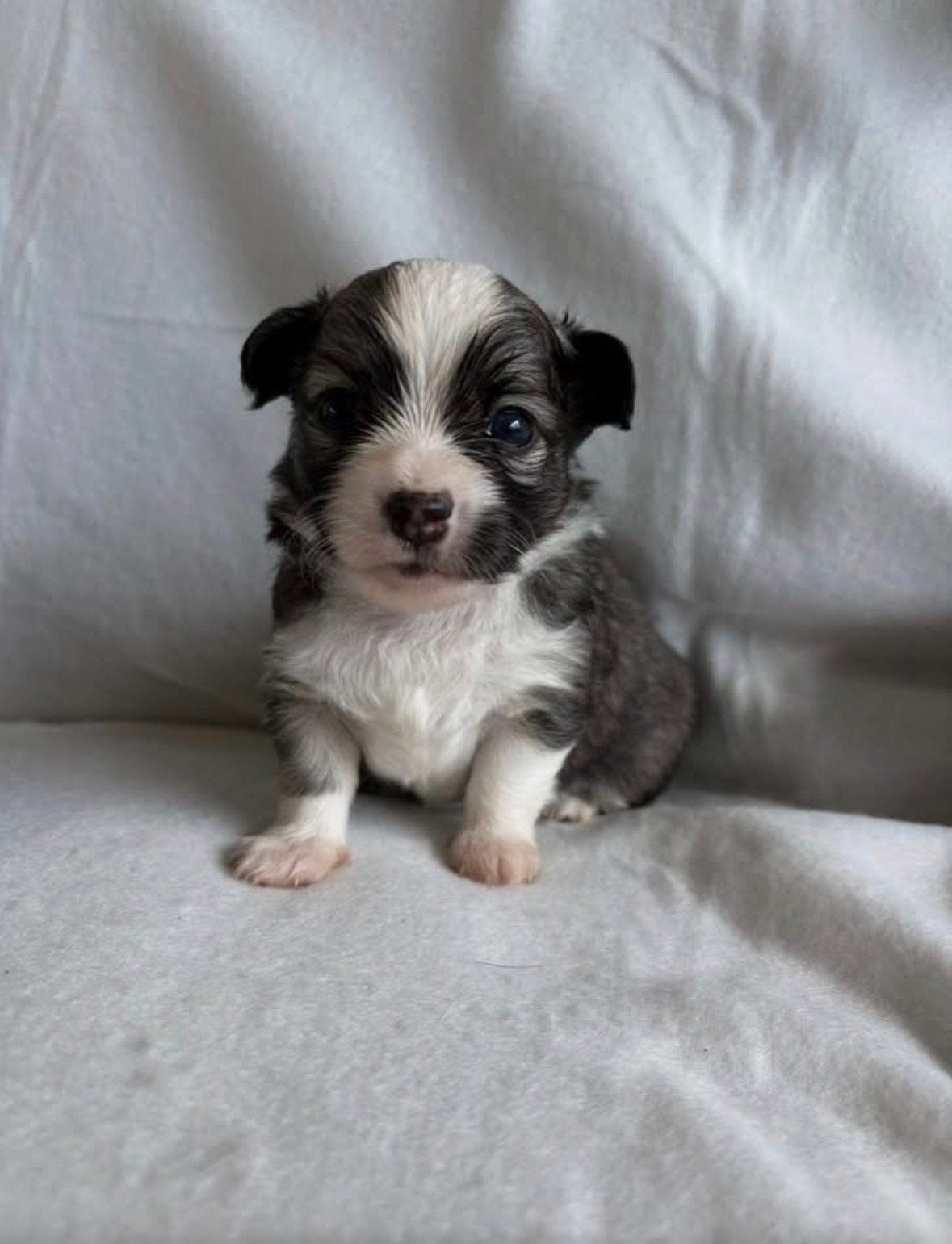 Prachtige langharige chihuahua pup aangeboden, Reu, 8 tot 15 weken, Eén hond, Chihuahua