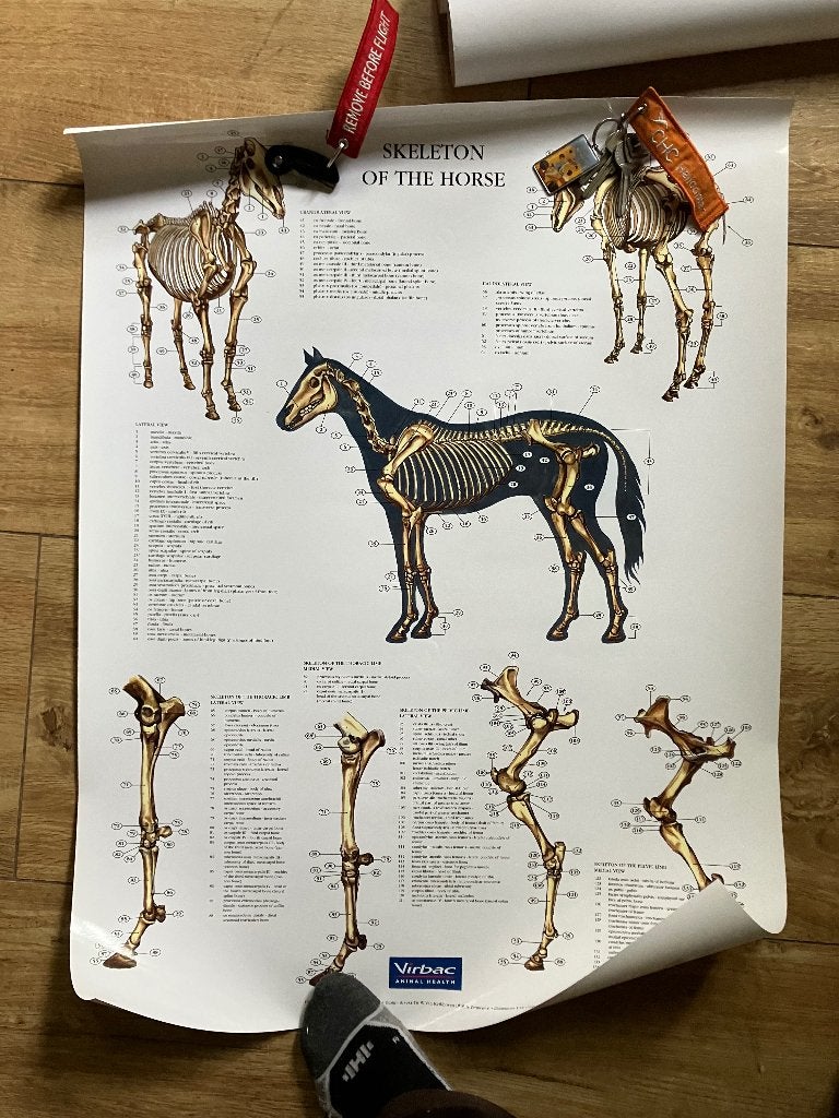 Posters anatomie paard, Ophalen of Verzenden, Dressuur