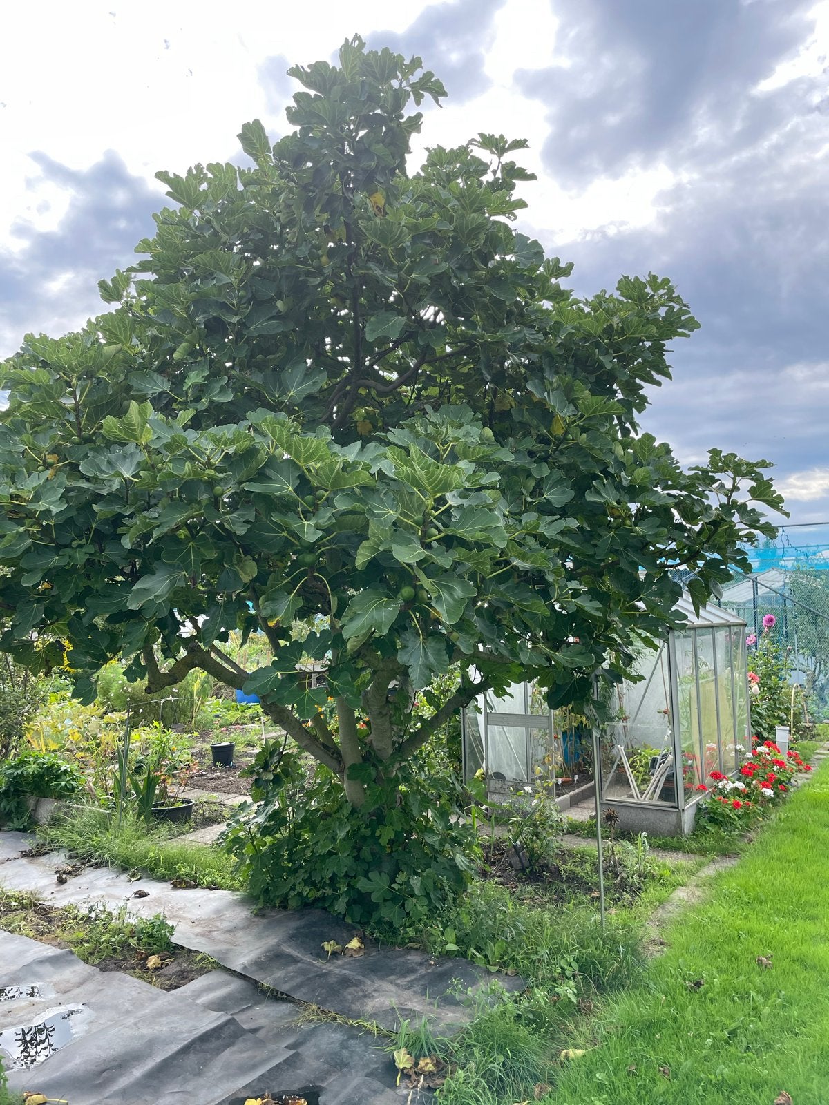Vijgenplanten - Jonge Ficus Carica stekken, Ophalen, Volle zon, Vaste plant, Zomer