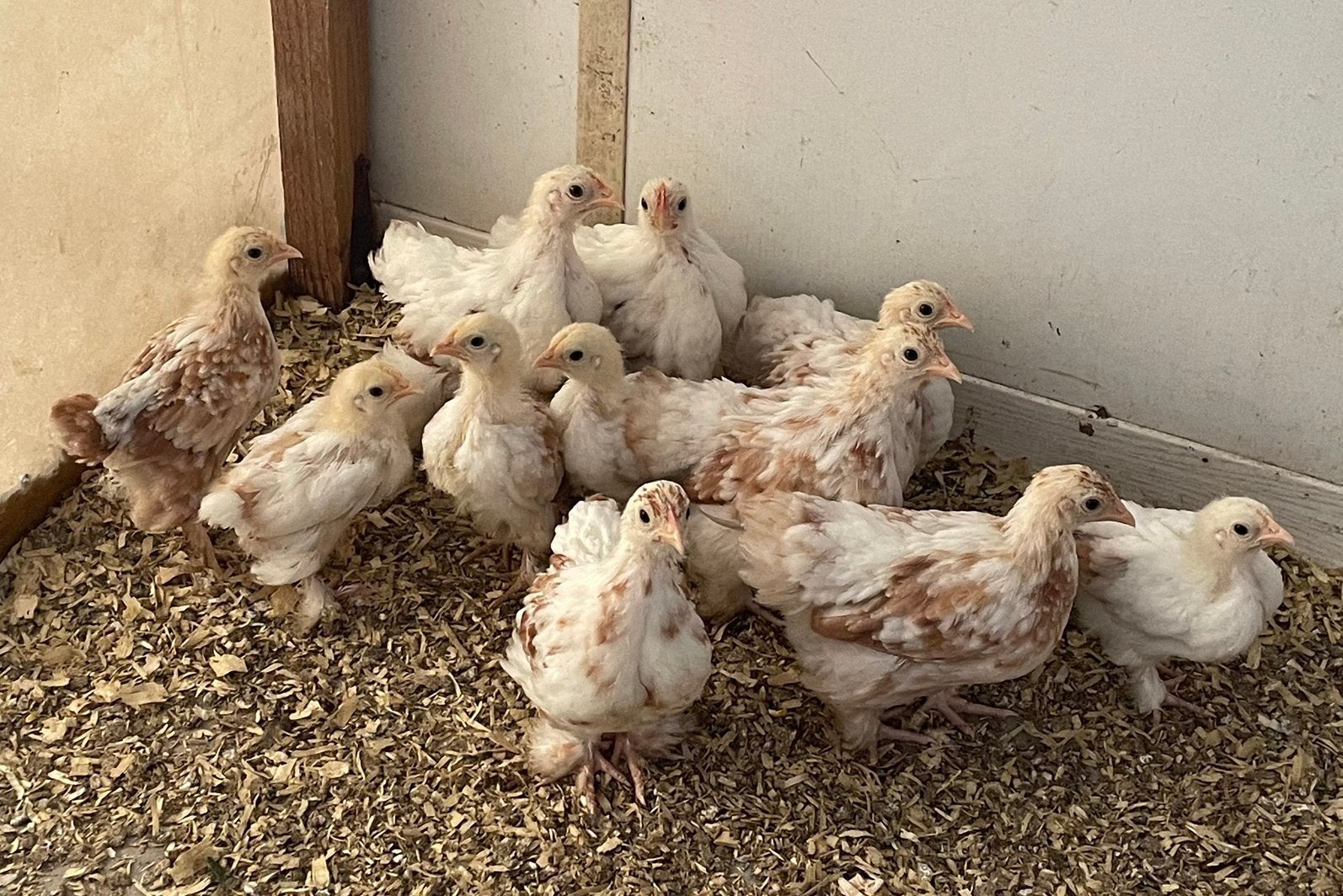11 Cochin kriel kuikens ROOD gepareld, Dieren en Toebehoren, Pluimvee, Geslacht onbekend, Kip