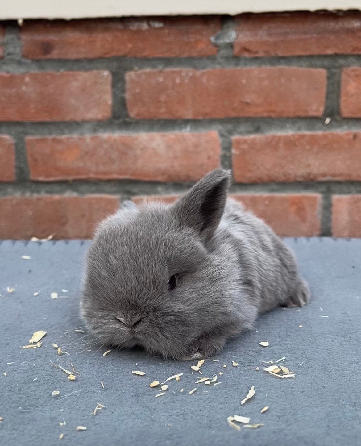 Baby hangoordwerg konijntjes, Meerdere dieren, Dwerg