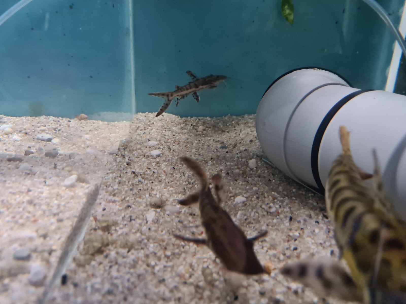 Tijgerspatelbekmeerval, Pseudoplatystoma Fasciatum, Dieren en Toebehoren, Vissen | Aquariumvissen, Vis, Zoetwatervis