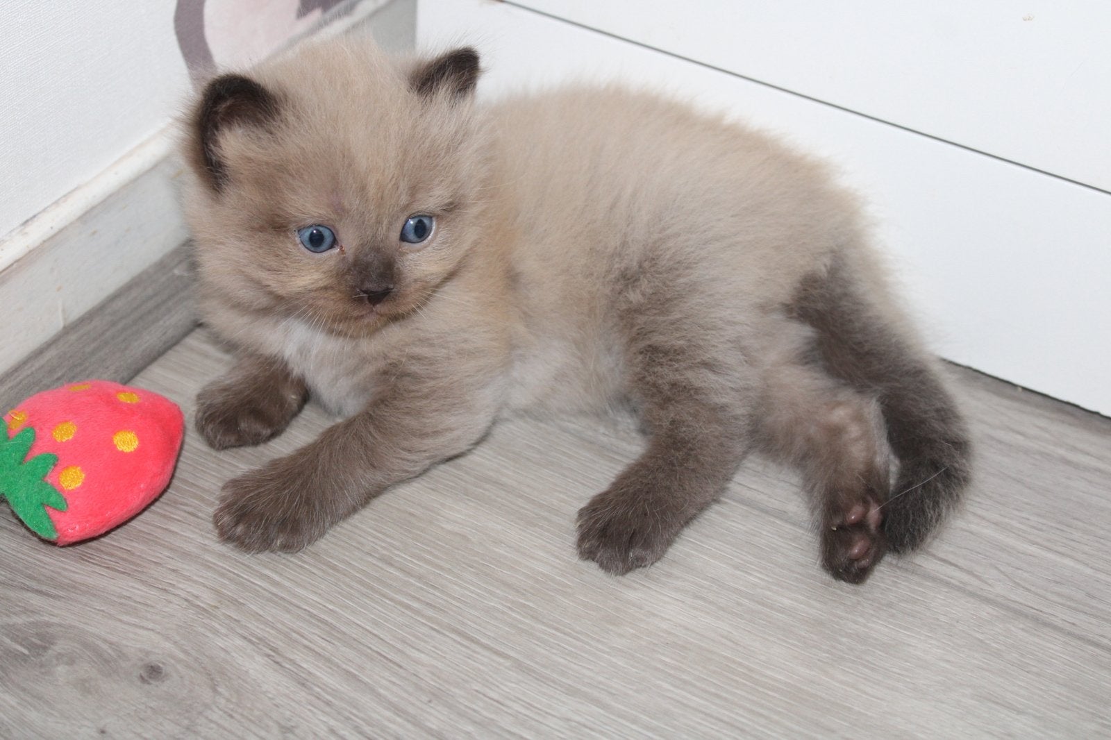 3 lieve Ragdolls zoeken een huisje, 0 tot 2 jaar