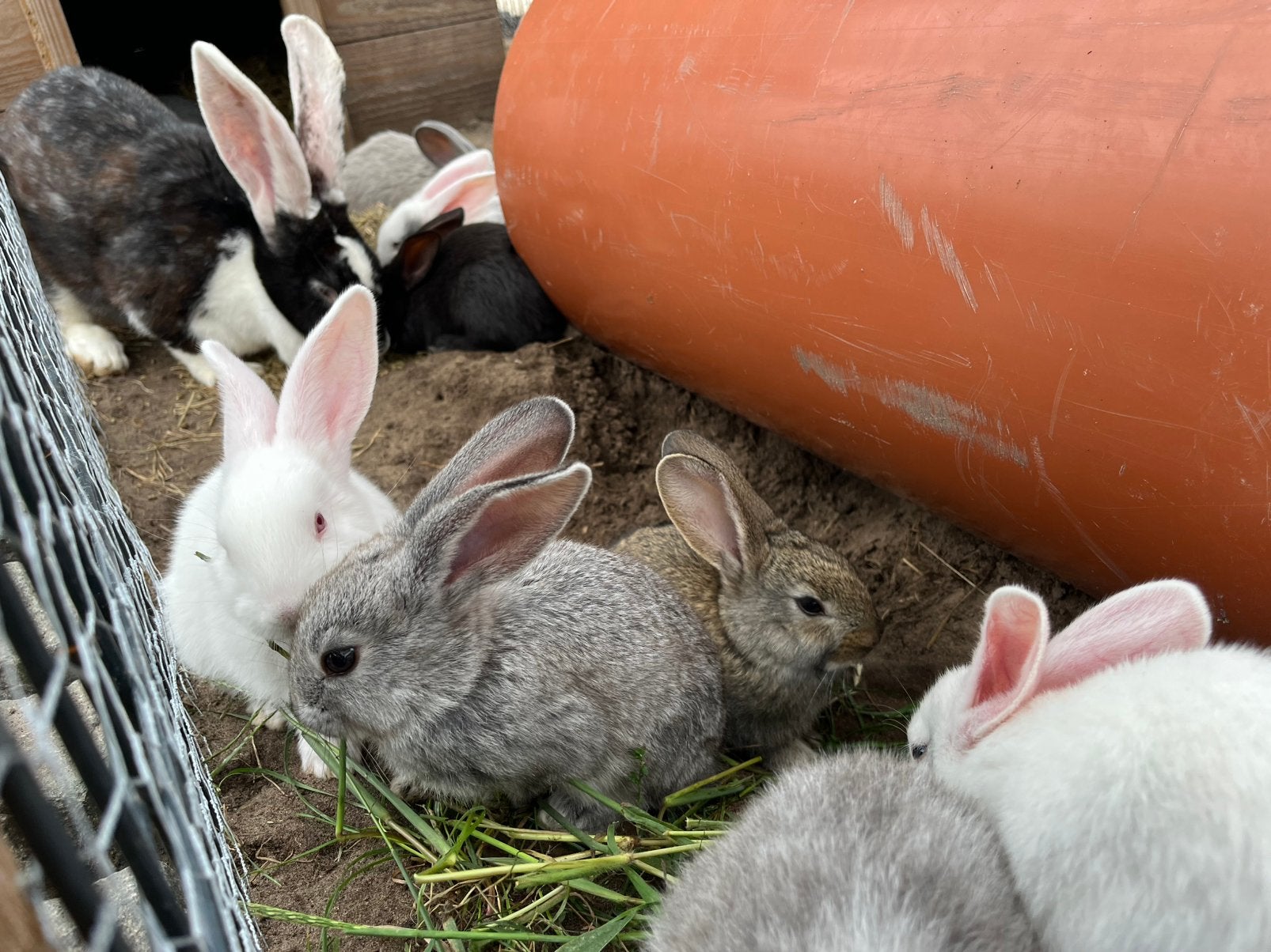 Duitse reus jonge konijnen, Meerdere dieren, Groot, 0 tot 2 jaar
