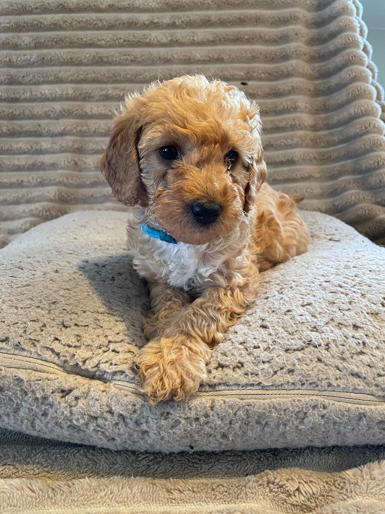 Labradoodle mini pups  7 weken oud, 8 tot 15 weken, Meerdere, Meerdere dieren, Klein