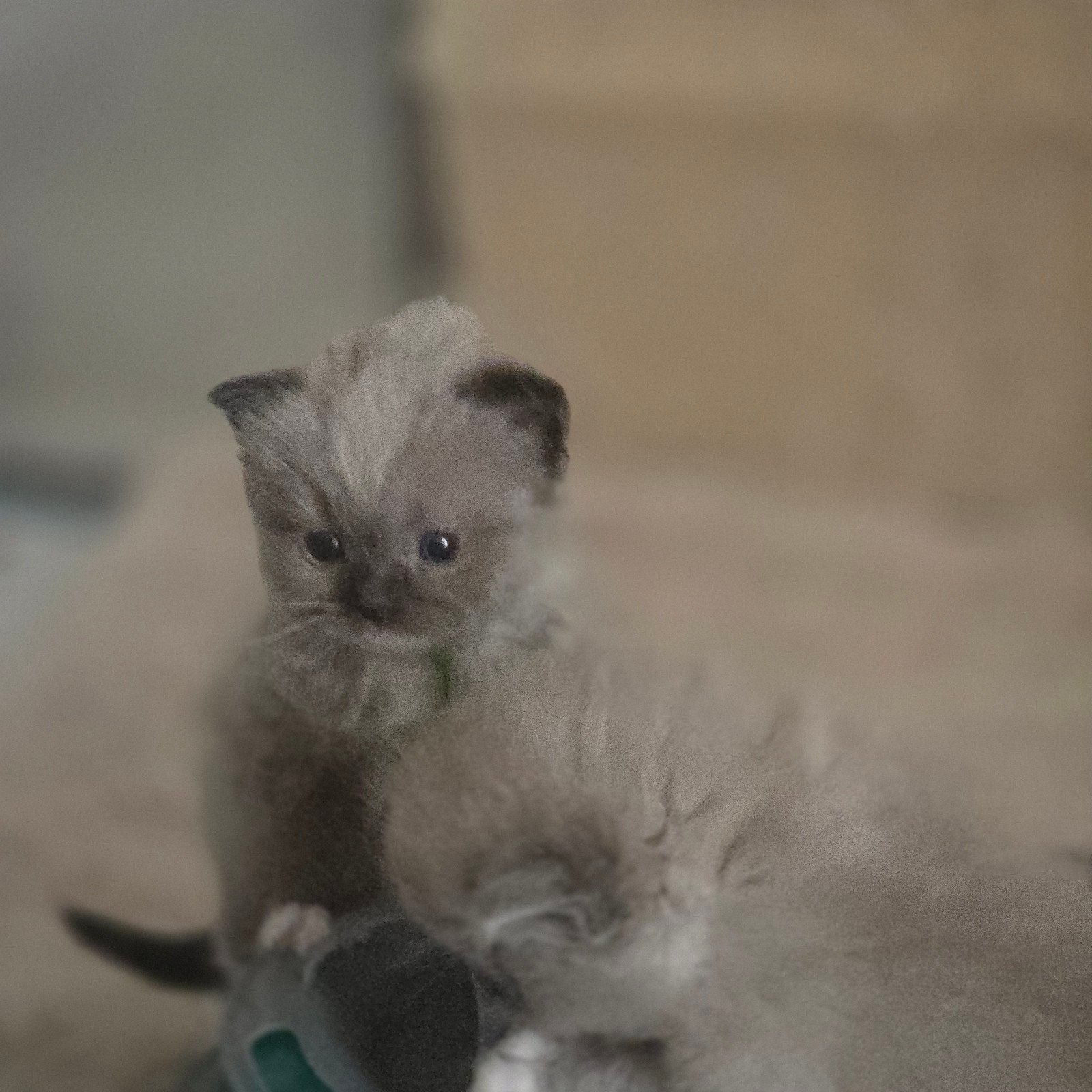 Ragdoll Seal Mitted kitten beschikbaar, Meerdere dieren, Gechipt, 0 tot 2 jaar