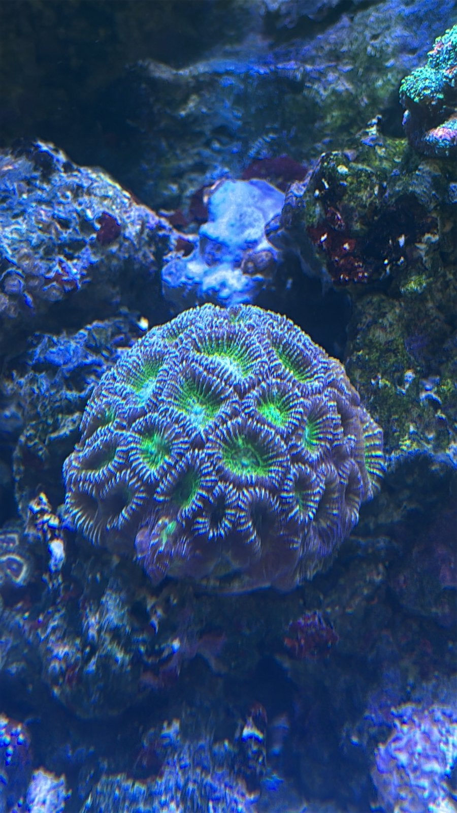 Favites Ultra Red / Green hart, Dieren en Toebehoren, Overige typen, Zoutwatervis
