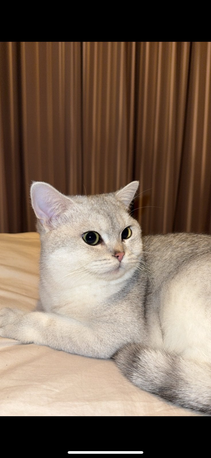 Liefdevol thuis gezocht voor onze Britse Korthaar kater, Dieren en Toebehoren